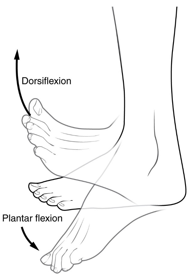 Flexionen des Fußes